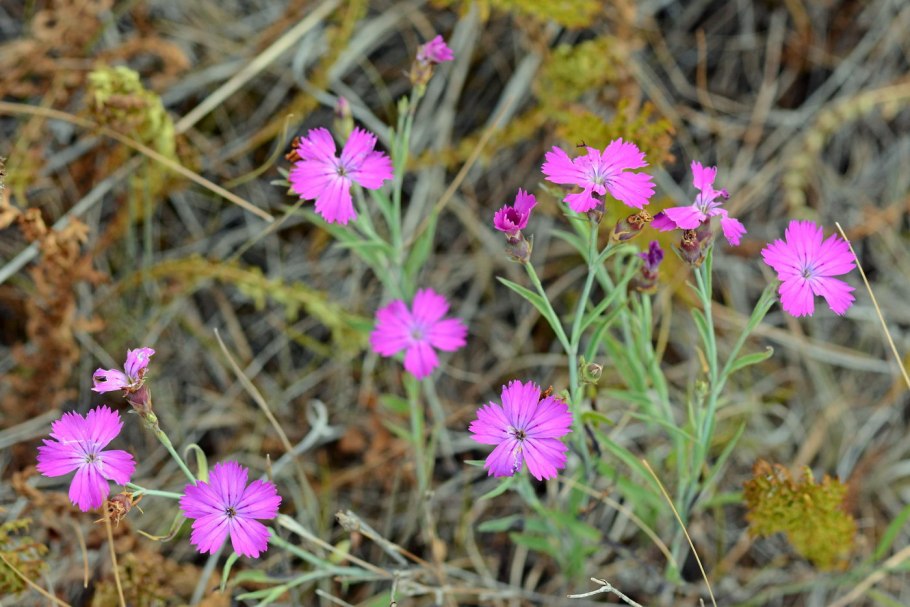 Гвоздика дельтовидная (Dianthus deltoides)