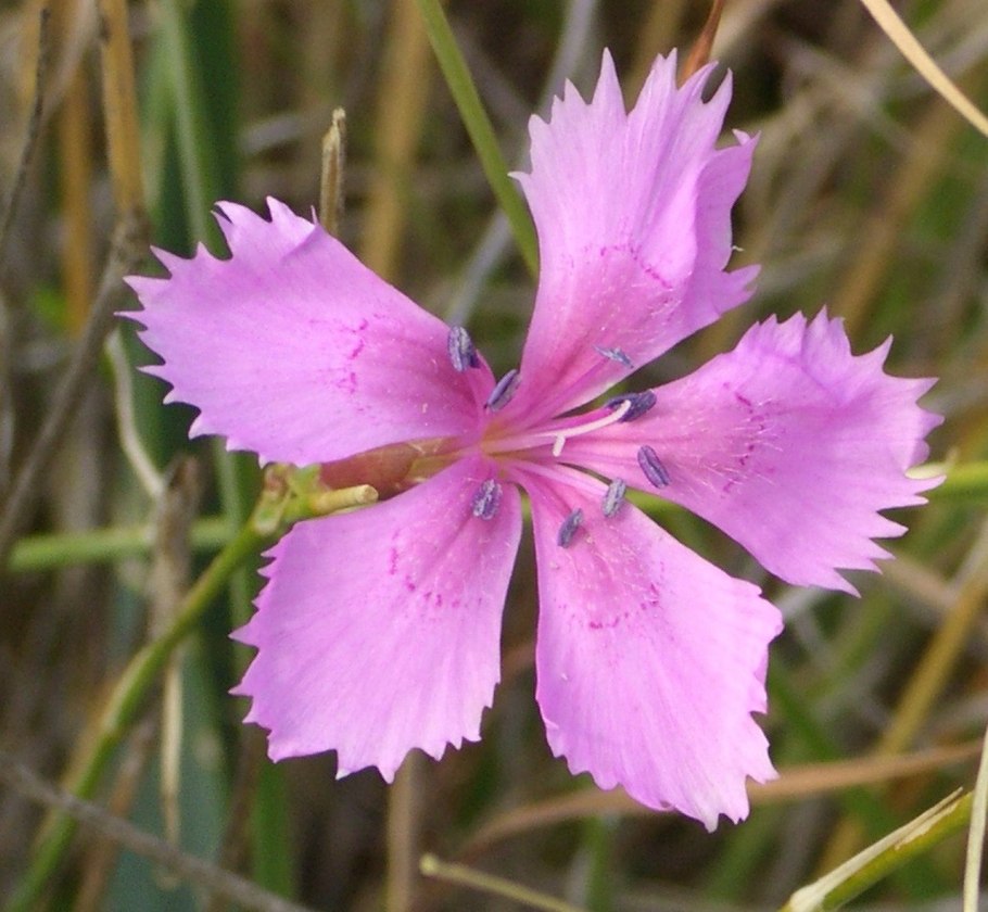 Гвоздика травянка (Dianthus deltoides)