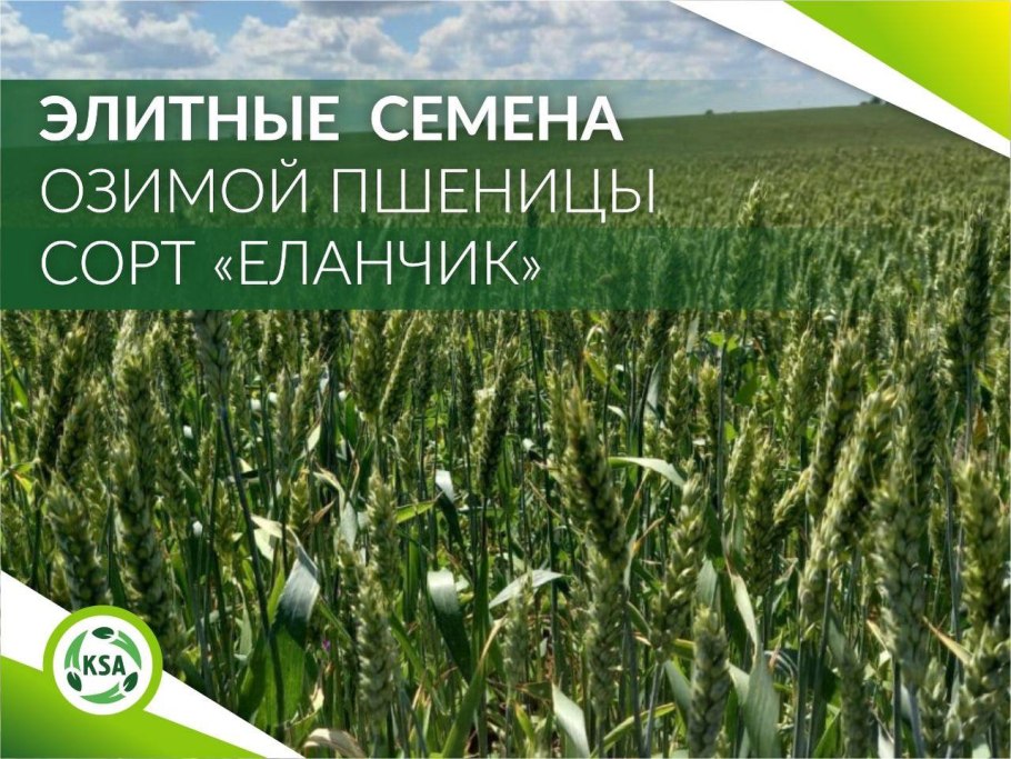 Еланчик сорт озимой пшеницы