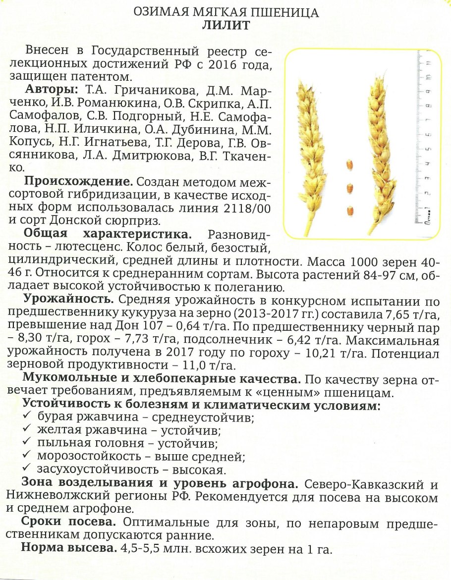 Сорт пшеницы Ахмат