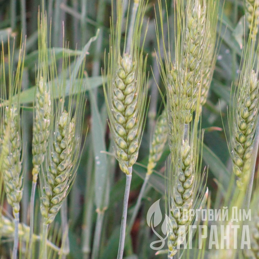 Пшеница Безостая 100