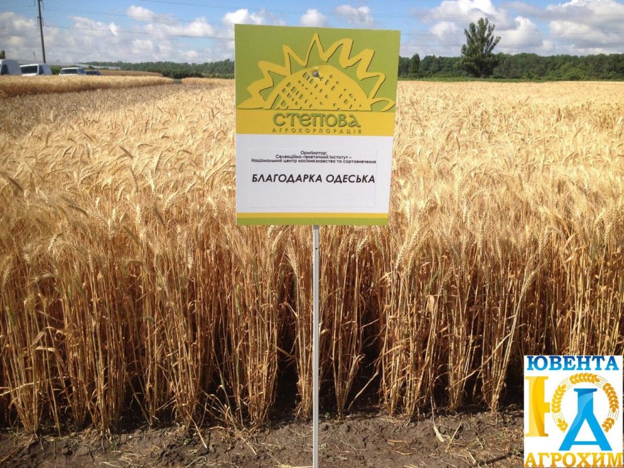 Еланчик сорт озимой пшеницы