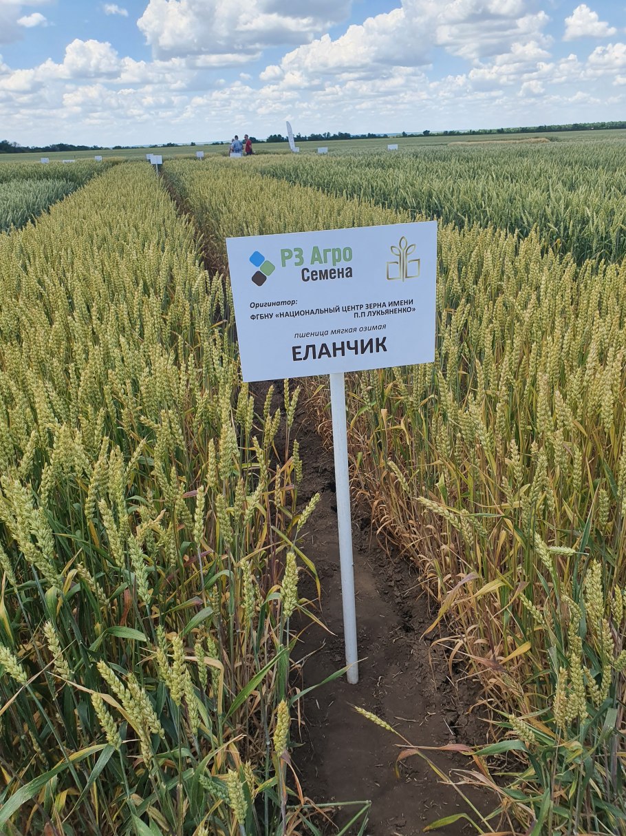 Еланчик сорт озимой пшеницы