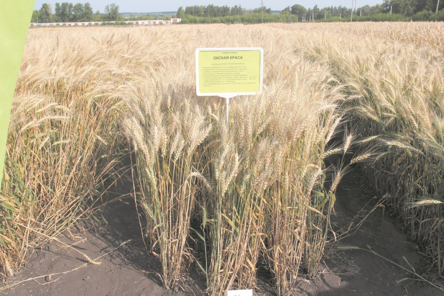 Лидия озимая пшеница