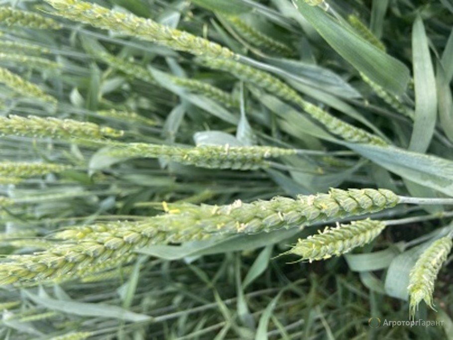 Сорт озимой пшеницы Безостая-1