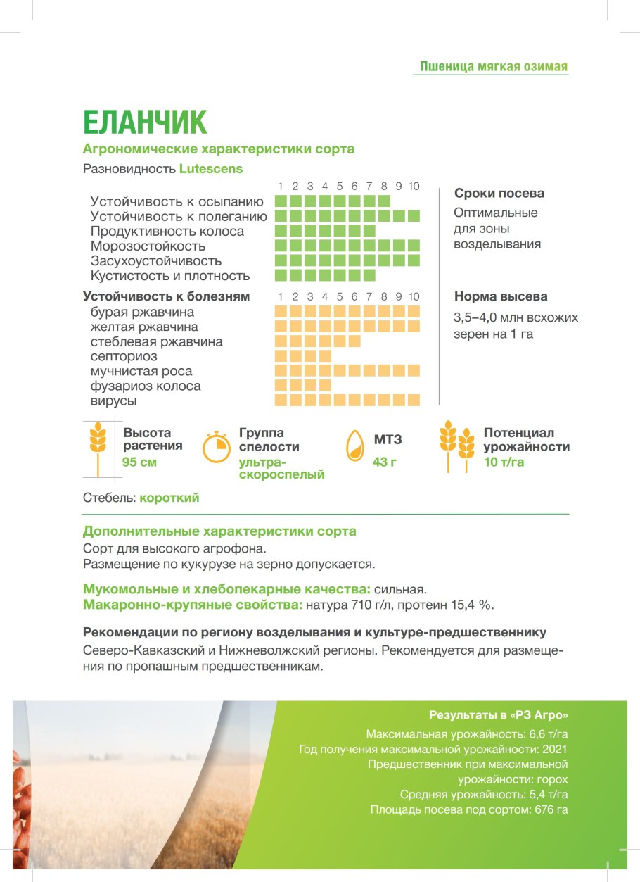 Озимая пшеница сорт скипетр