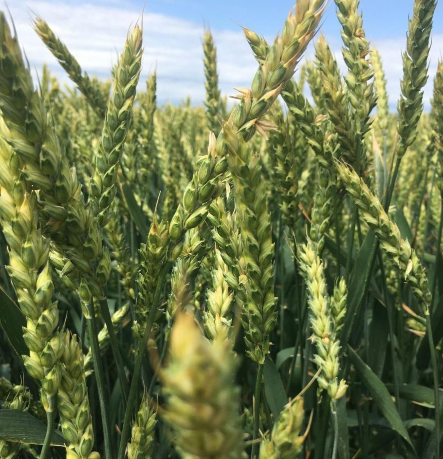 Сорт Гром озимая пшеница