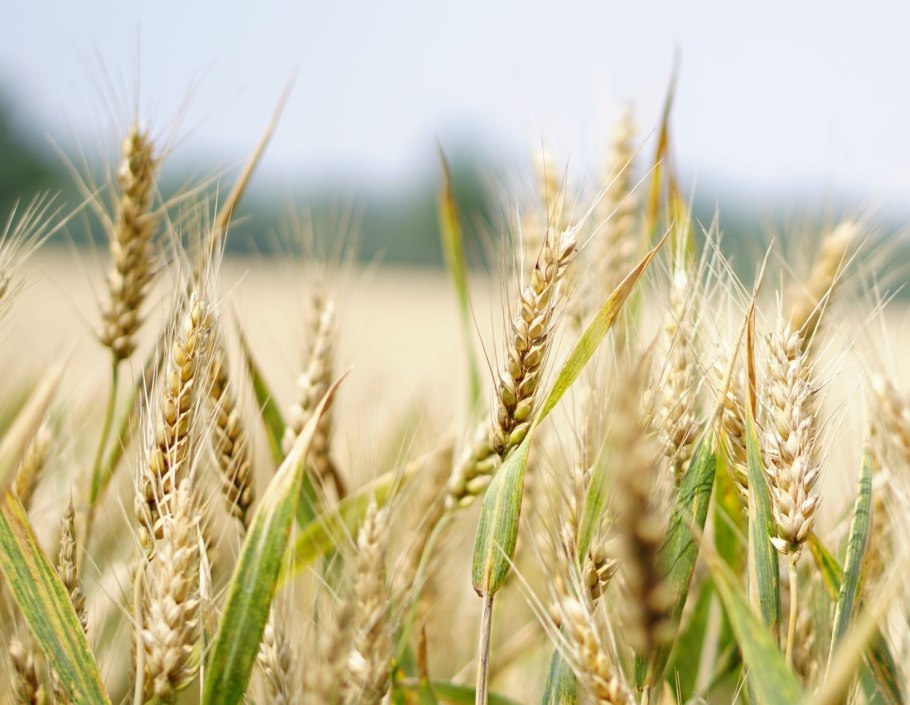 Пшеница для проращивания отзывы