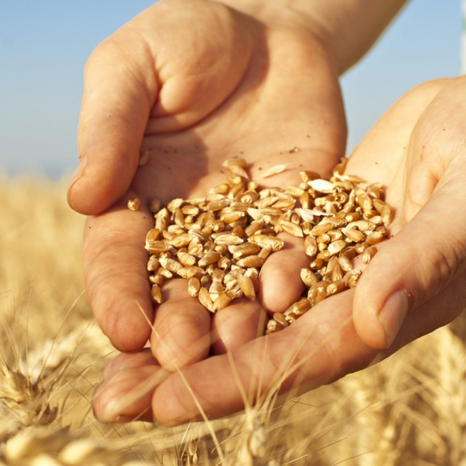 Сельское хозяйство рожь