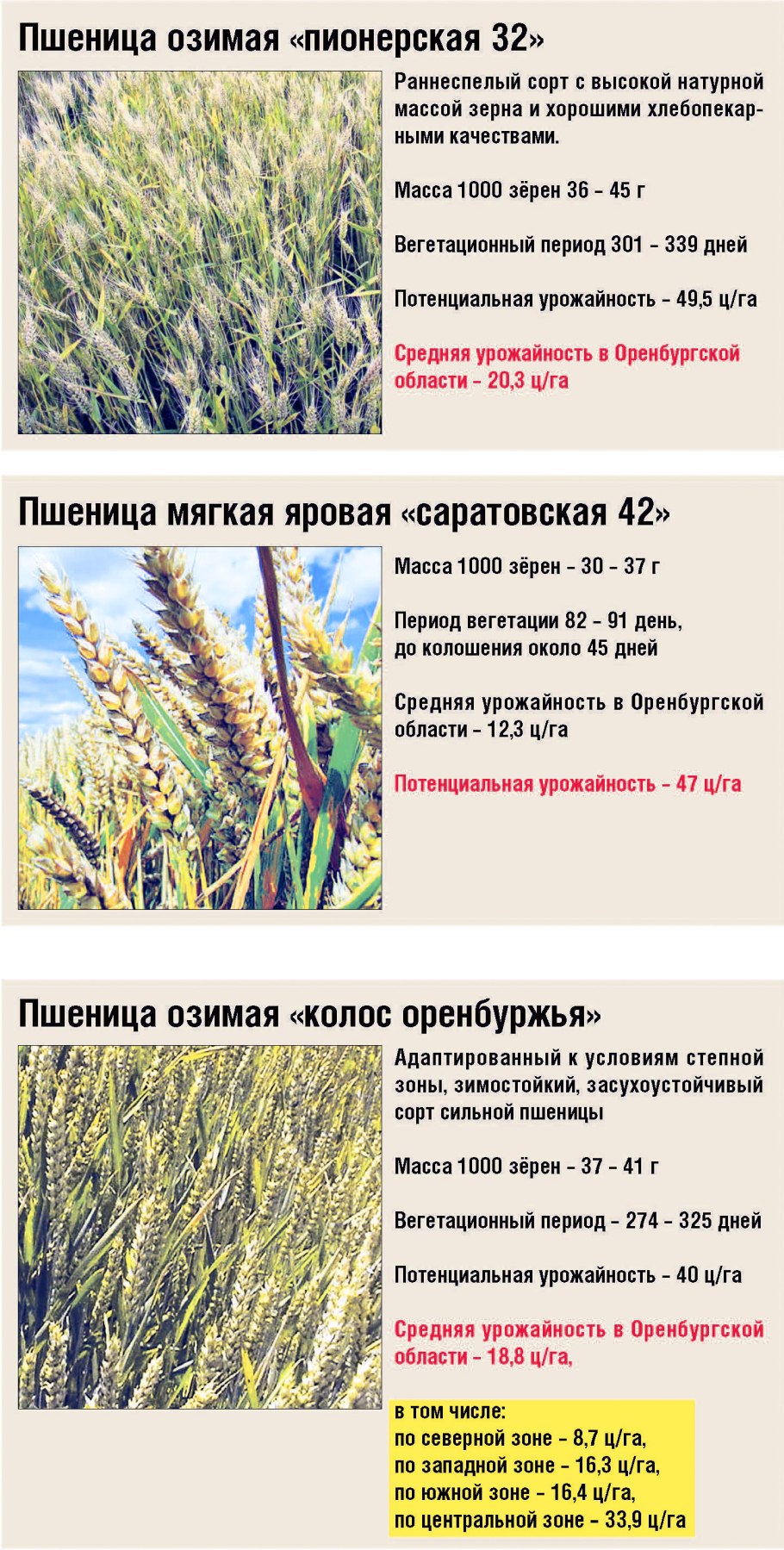 Яровая пшеница сорт Иргина