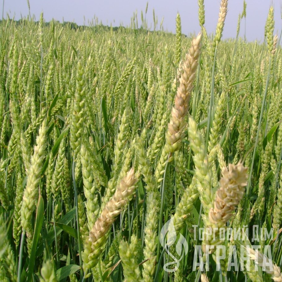 Сорт Алексеич озимая пшеница