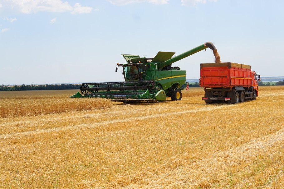 Семена озимой пшеницы скипетр