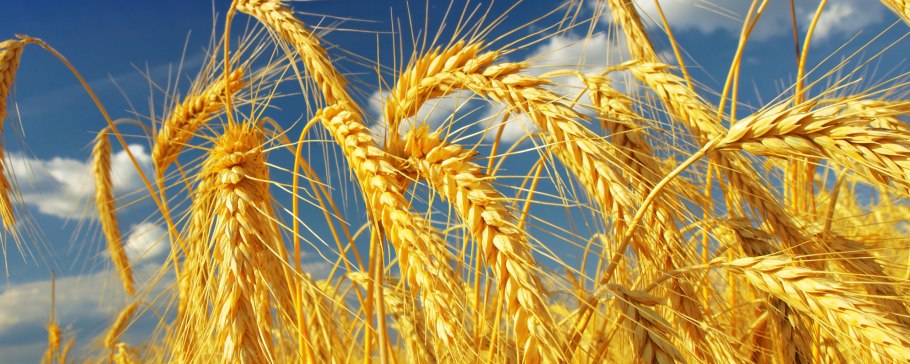 Семена пшеницы Ошава