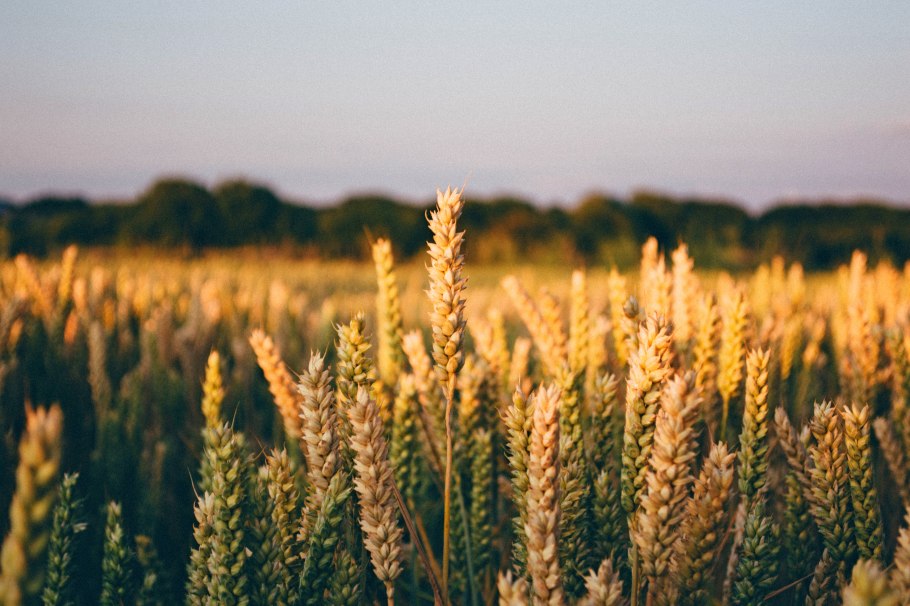 Пшеница (triticum aestivum