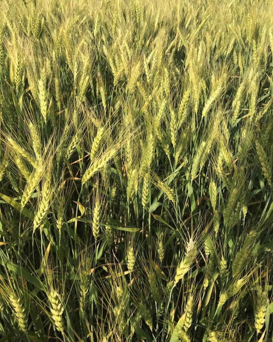 Старонижестеблиевская поля пшеницы