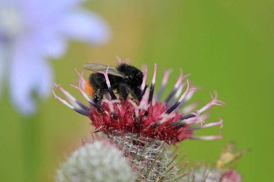 Пчела Бодяк детям красиво
