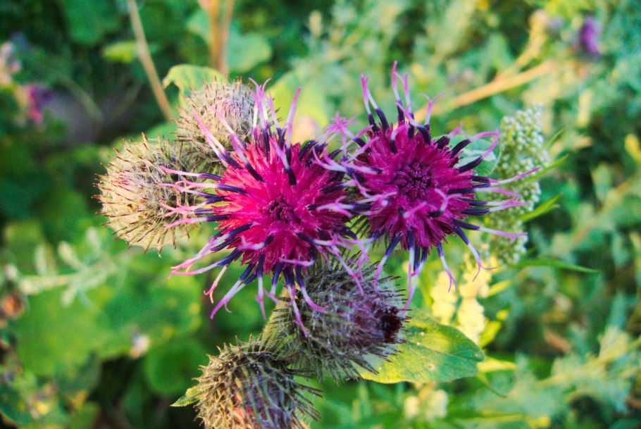 Колючки репейника