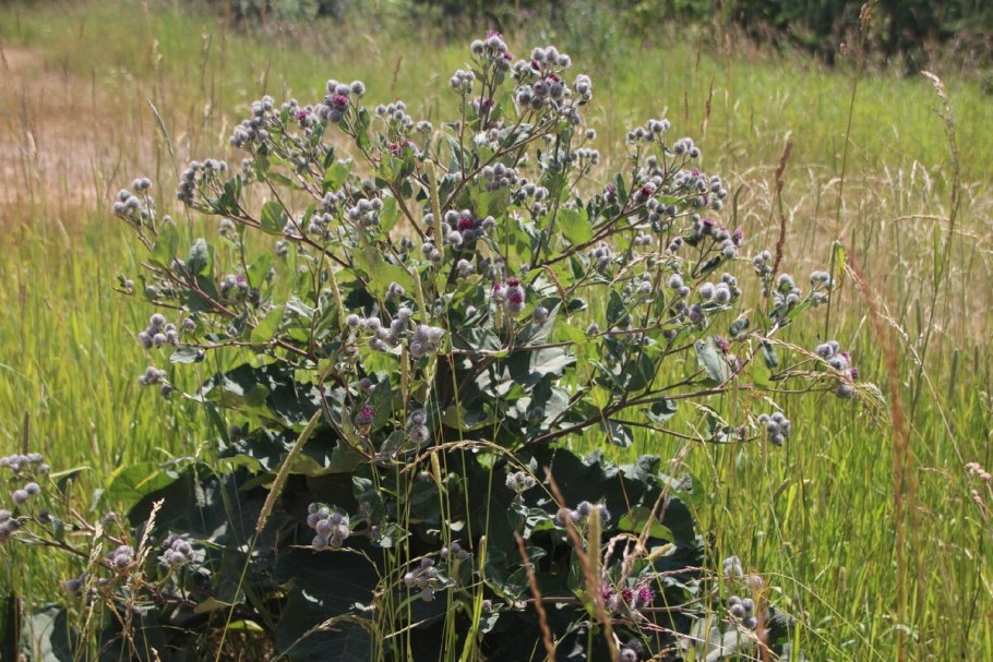 Репейник обыкновенный