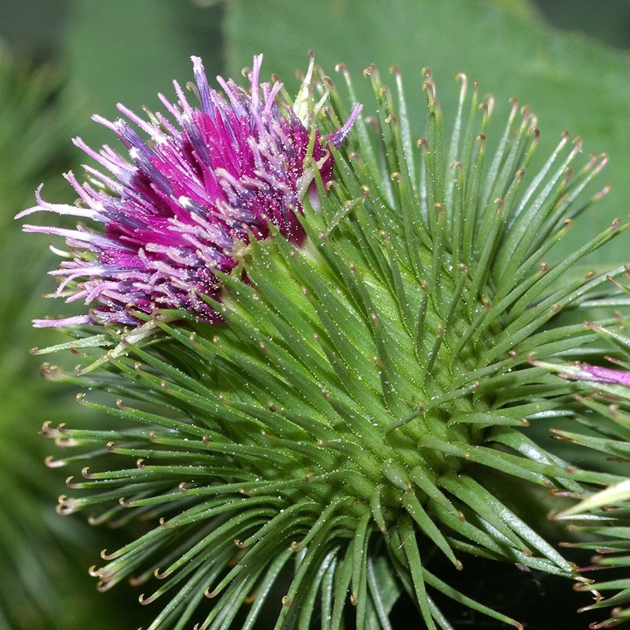 Лопух большой репейник