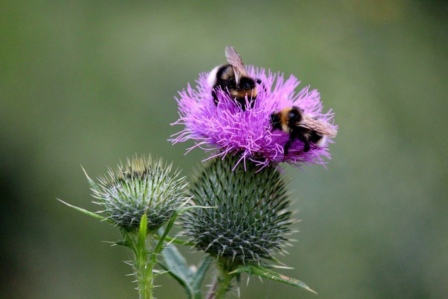 Бодяк шерстистый