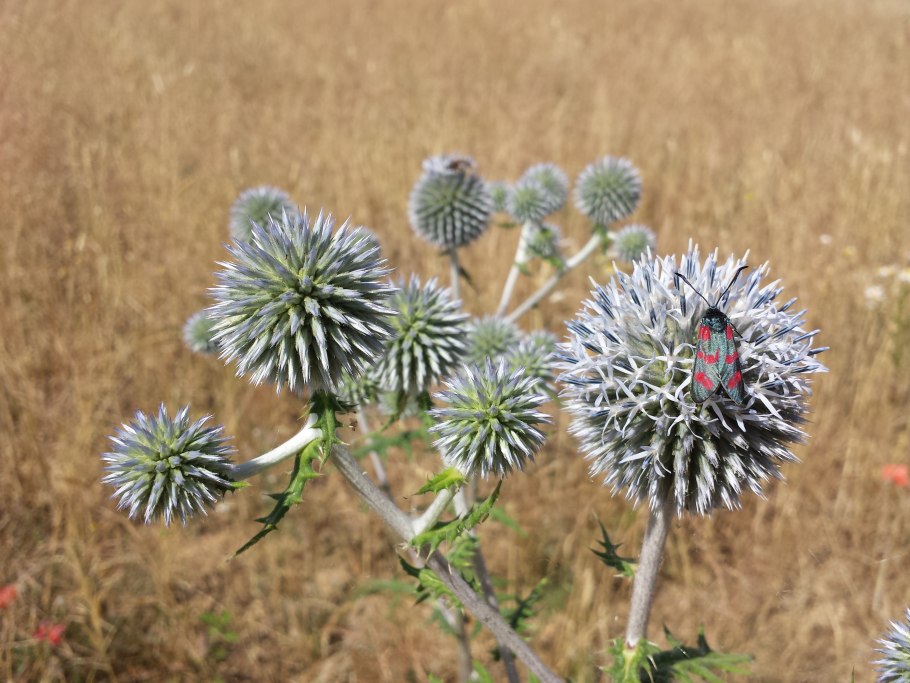 Репейник медонос