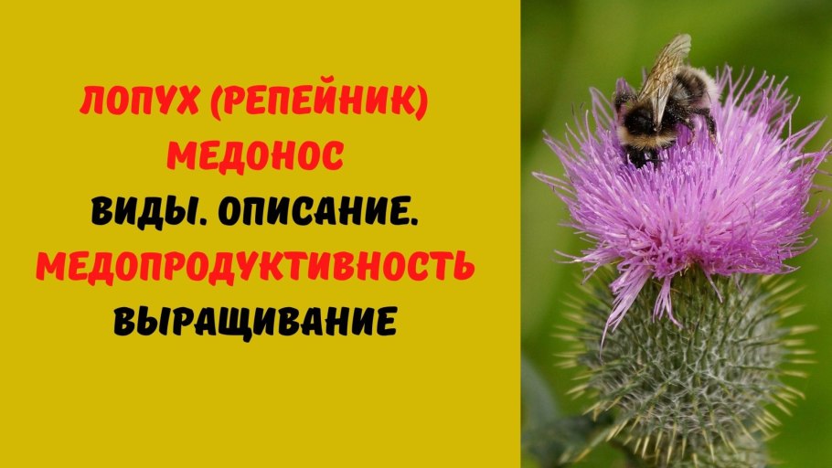 Мухи опылители растений