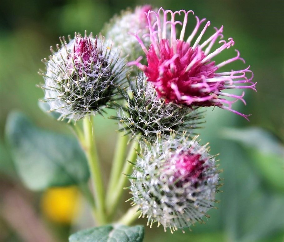 Астра медопродуктивность