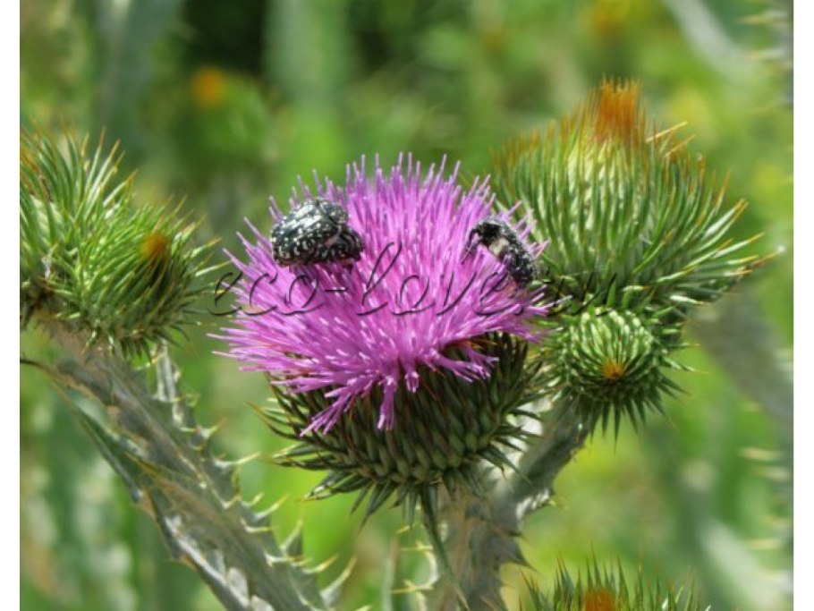 Репейник Макросъемка