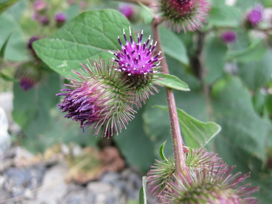 Чертополох репейник лопух