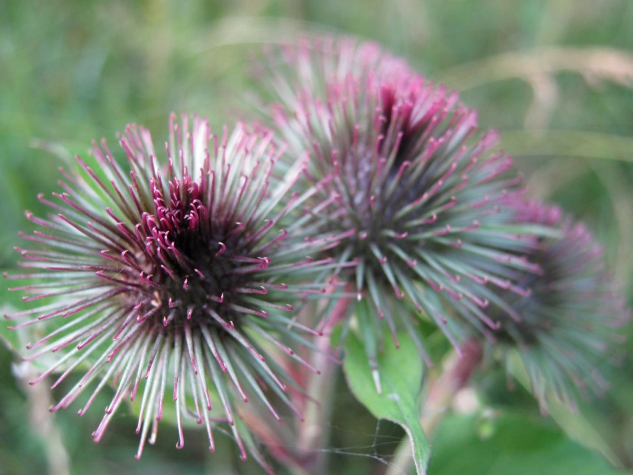 Чертополох и репейник