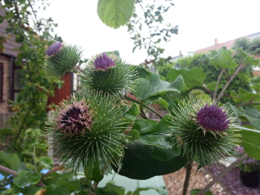 Arctium Lappa great Burdock листья