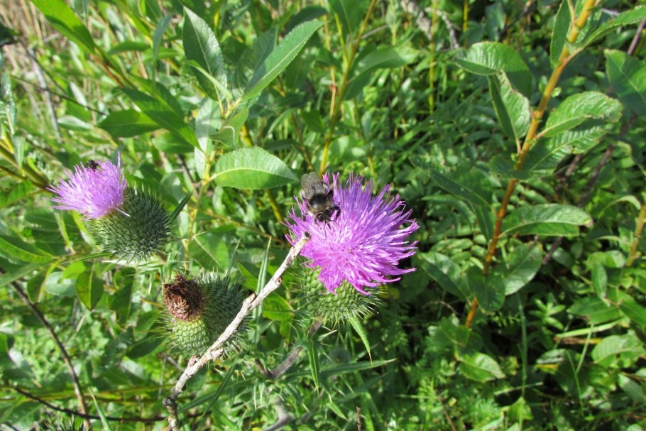 Бодяк чертополох