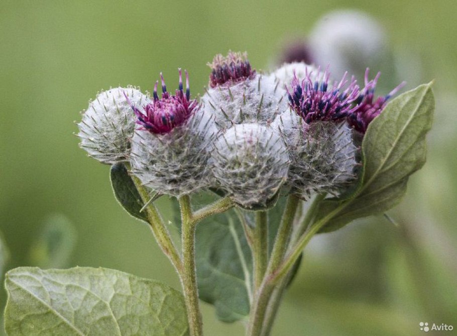 Белокопытник (Petasites)