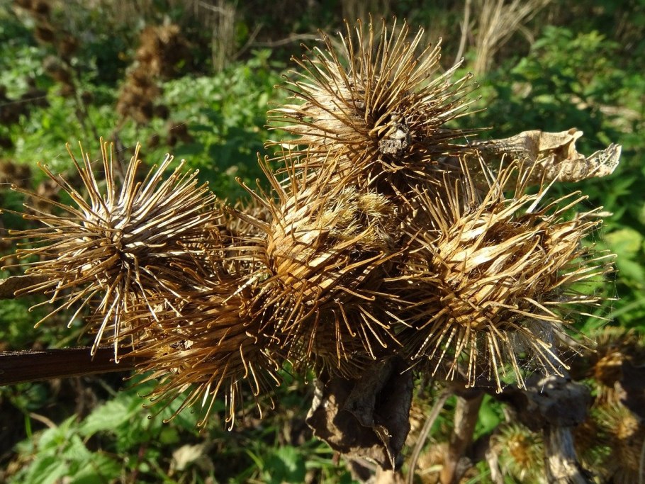 Репейник цветет