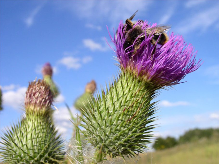 Чашелистики чертополоха