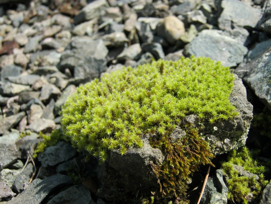 Морошка Камчатка