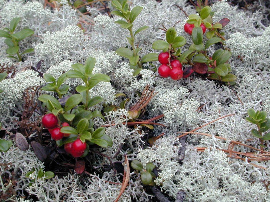 Царская ягода Морошка