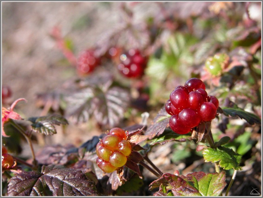 Сыроежка остроедкая (Rússula Sardónia)