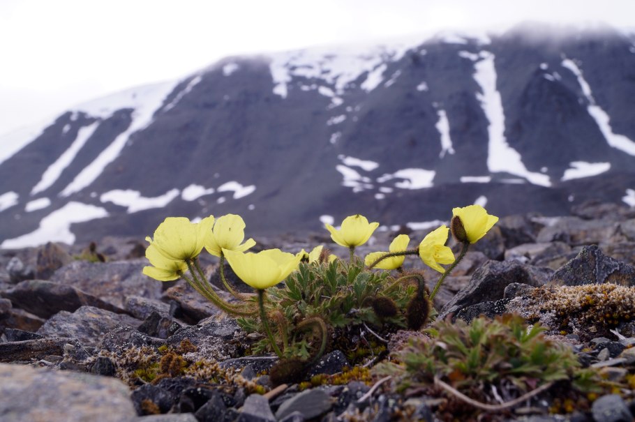Арктические пустыни растения камнеломка