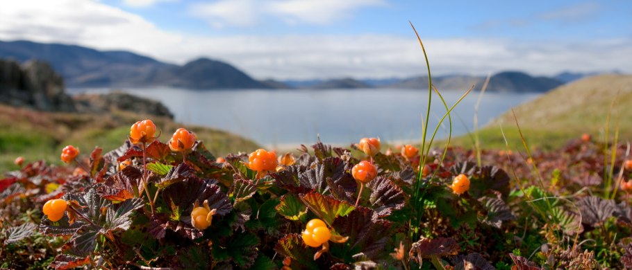 Лишайник Олений мох