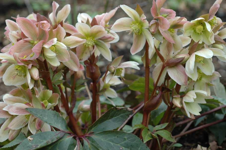 Helleborus цветок