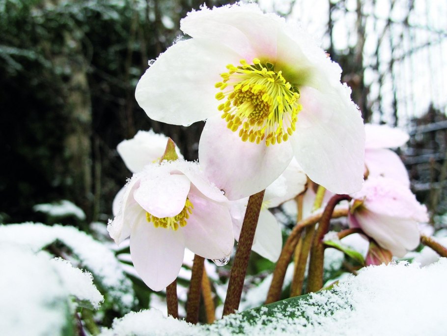 Морозник кавказский Helleborus caucasicus гербарий