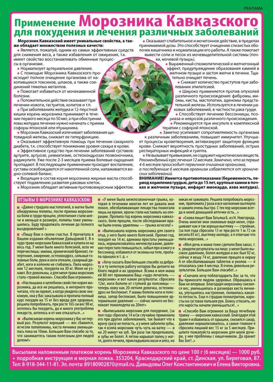 Морозник Helleborus