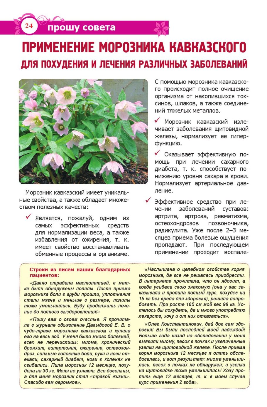 Морозник кавказский для похудения