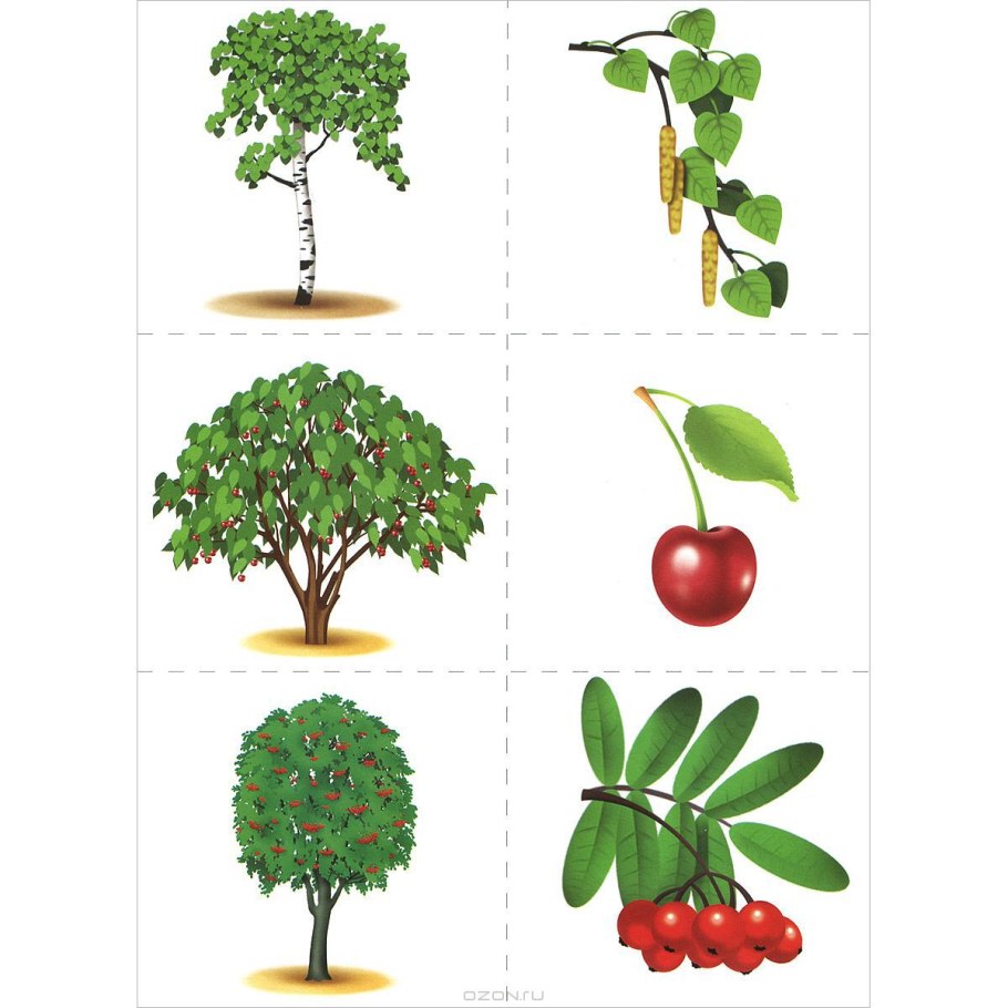 Сказочное дерево