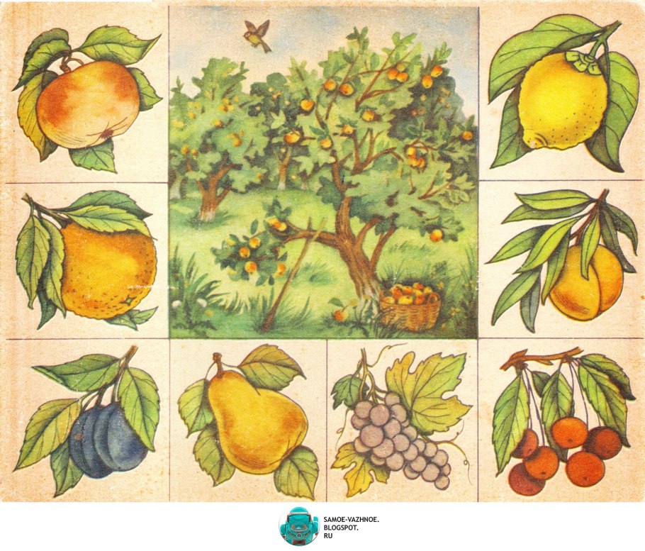 Окружающий мир задания для дошкольников