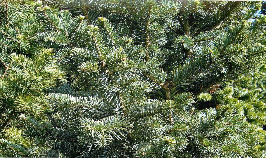 Пихта одноцветная