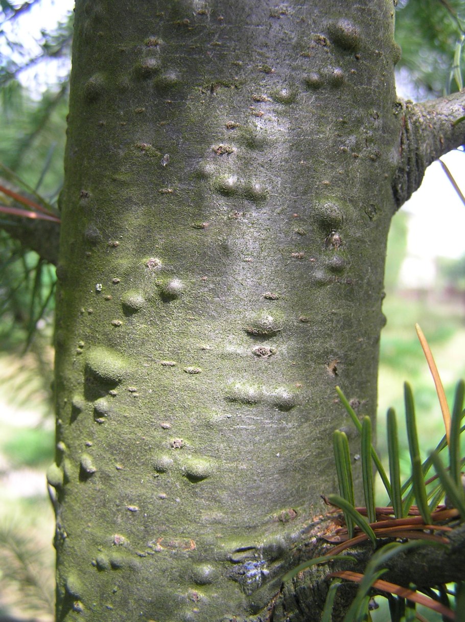 Размножение серебристой ели