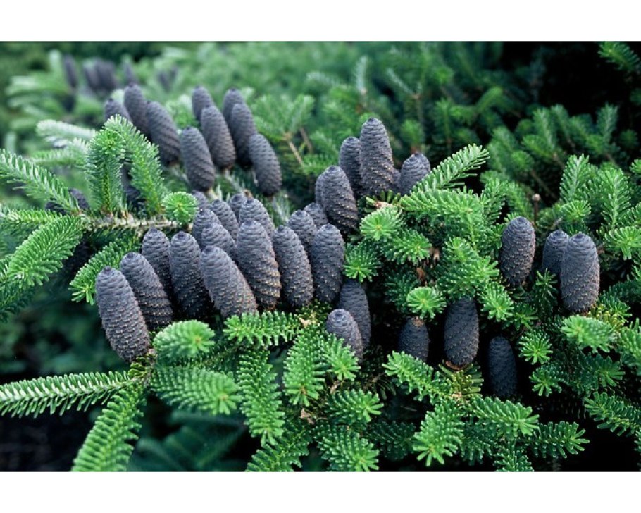 Пихты Энигма