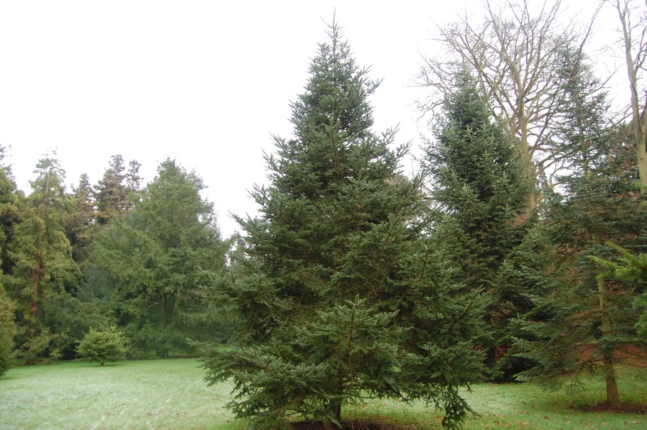 Кедр ливанский Cedrus libani